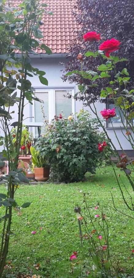 Ferienwohnung Relax 伊尔森堡 外观 照片